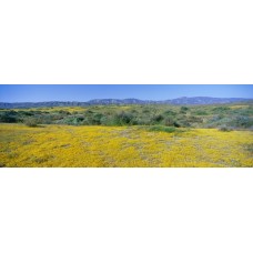 Panoramic view of Desert Gold yellow flowers in Carrizo Plain National Monument San Luis Obispo County California Poster Print   